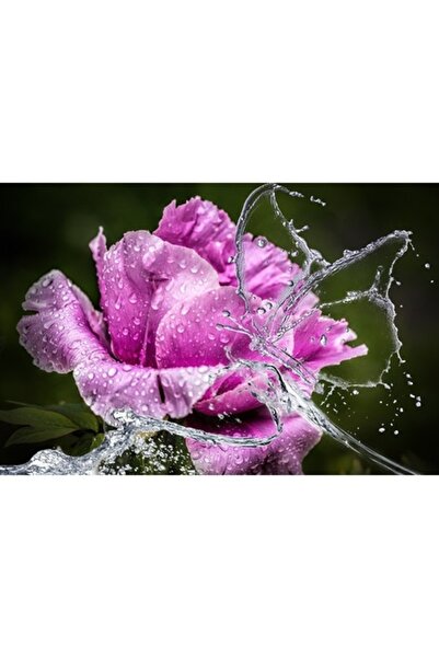 GRELYS PRINT Tablou Canvas, Trandafir roz, Fluture, 80 x 50 cm, Rama lemn, Mu...