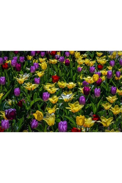 GRELYS PRINT Pictură pe pânză, Lalele, Culori, 90 x 60 cm, Ramă din lemn, Mul...