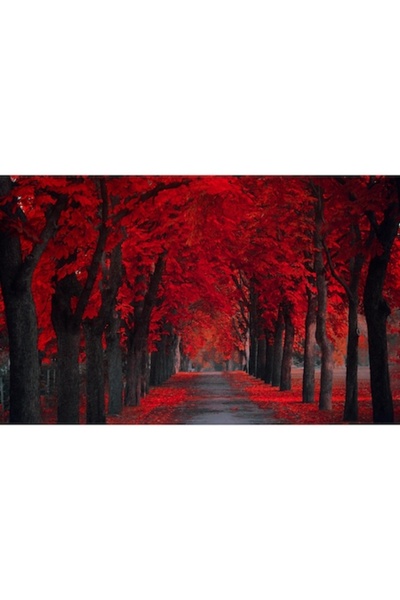 GRELYS PRINT Tablou Canvas, Carare, Copaci rosii, Covor de frunze, 80 x 50 cm...