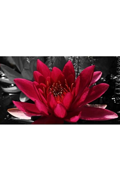 GRELYS PRINT Pictură pe pânză, Lotus, 90 x 50 cm, Ramă din lemn, Multicolor