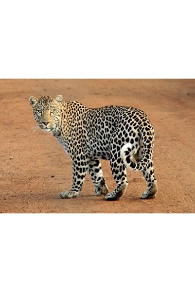 GRELYS PRINT Tablou Canvas, Leopard, 90 x 60 cm, Rama lemn, Multicolor