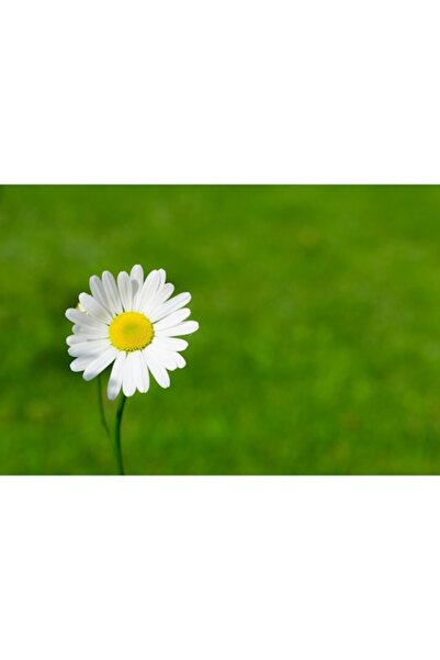 GRELYS PRINT Tablou Canvas, Margareta, 90 x 60 cm, Rama lemn, Multicolor