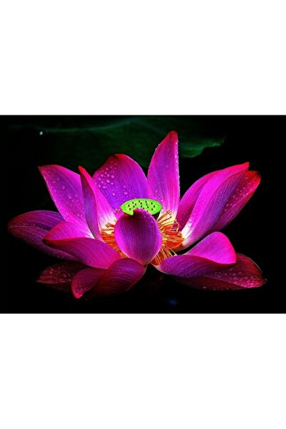 GRELYS PRINT Pictură pe pânză, Corola 2, 90 x 60 cm, ramă din lemn, multicoloră