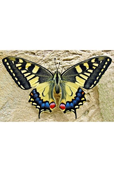 GRELYS PRINT Pictură pe pânză, Fluture 2, 80 x 50 cm, Ramă din lemn, Multicolor