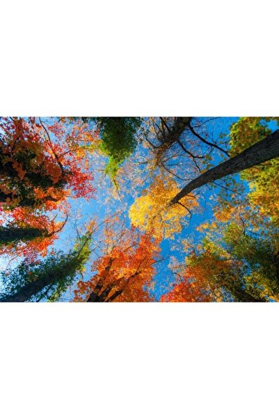 GRELYS PRINT Pictură pe pânză, Vârfuri de copaci, Culori, 90 x 60 cm, Ramă di...