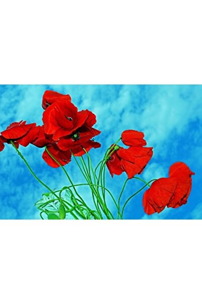 GRELYS PRINT Tablou Canvas, Maci rosii, Cer senin, 90 x 60 cm, Rama lemn, Mul...