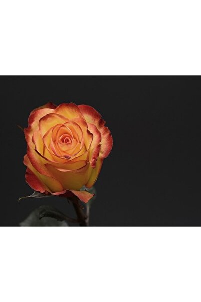 GRELYS PRINT Pictură pe pânză, Boboc de trandafir, 60 x 45 cm, Ramă din lemn,...