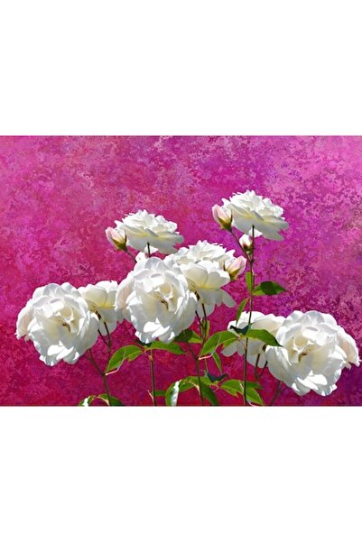 GRELYS PRINT Tablou Canvas, Alb, verde, roz, 80 x 60 cm, Rama lemn, Multicolor