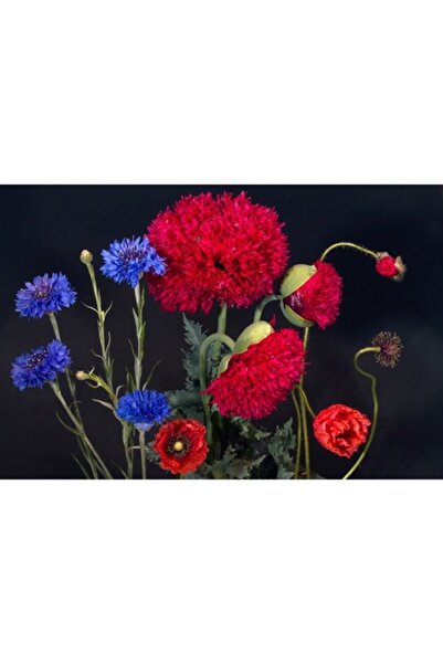 GRELYS PRINT Tablou Canvas, Maci 22, 90 x 60 cm, Rama lemn, Multicolor