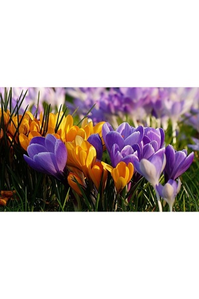 GRELYS PRINT Pictură pe pânză, Vestitori ai primăverii, 80 x 50 cm, Ramă din ...