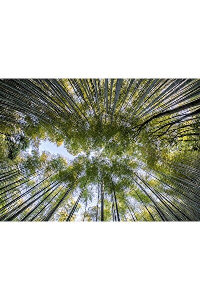 GRELYS PRINT Canvas Painting, Varfuri, 70 x 50 cm, Wooden Frame, Multicolor