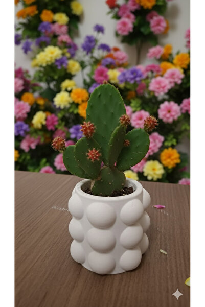 Basta Fiorire Beton Bubble Mini Saksı , kaşıklık , kalemlik , Makyaj Fırçalık