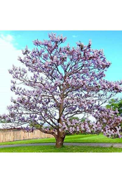 ANADOLUPLANT MOR ÇİÇEKLİ PAULOWNİA (KİRİ AĞACI) FİDANI