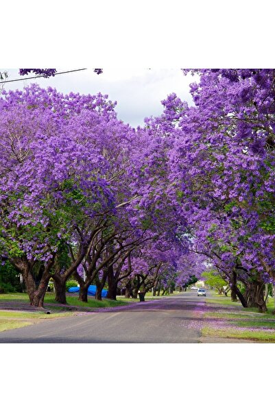 ANADOLUPLANT PEMBE ÇİÇEKLİ PAULOWNİA FİDANI 30-40CM