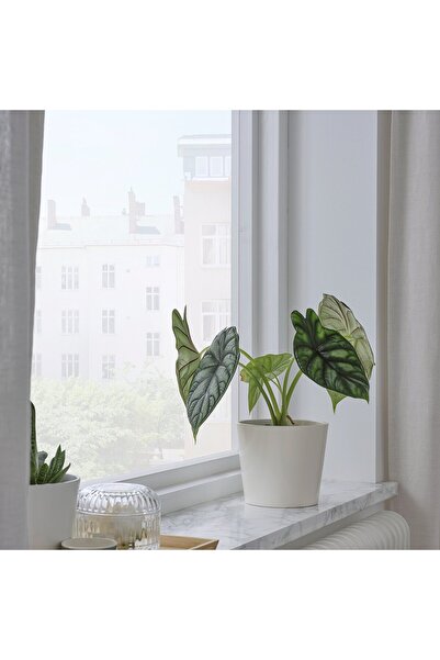 IKEA SOJABÖNA Plant pot, white, 12 cm