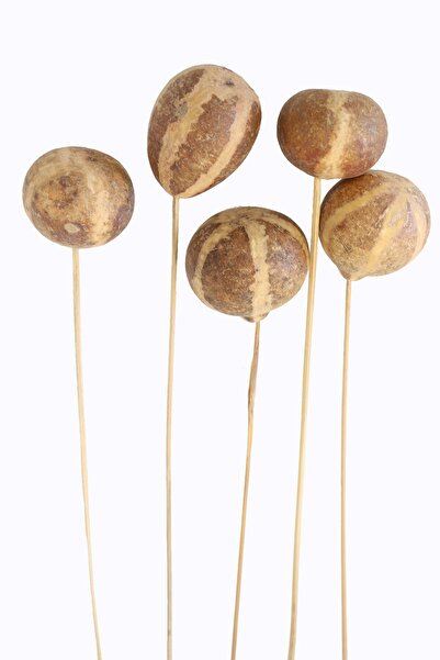 Yapay Çiçek Deposu 5Li Kuru Bel Melenoy On Stem