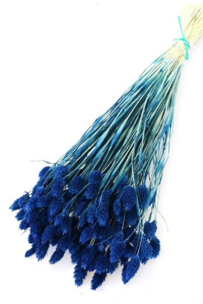 Hanımın Atölyesi Floare uscată Palaris Bird Grass Bleumarin – Decor floral artificial, Ornament de masă, Fundal