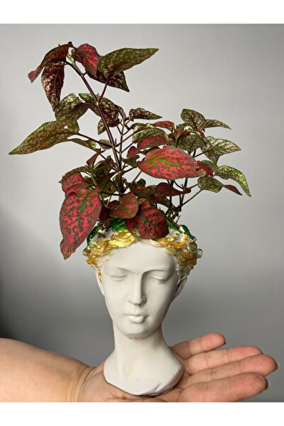 Çiçek Helen Serisi Hypoestes (hostes Çiçeği) Tasarım