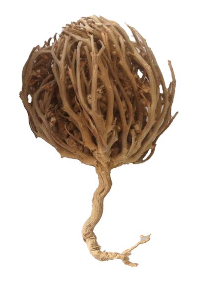 aktarloji 1 Adet Meryem Ana Eli Otu