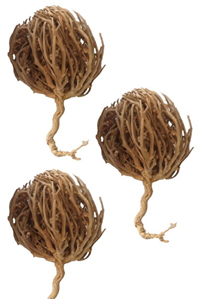 aktarloji 3 Adet Meryem Ana Eli Otu