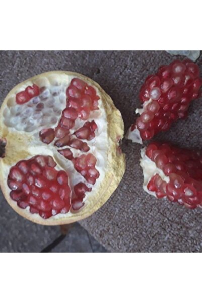 AnamurNaturel Tüplü Aroması Mükemmel Katırbaşı Nar Fidanı