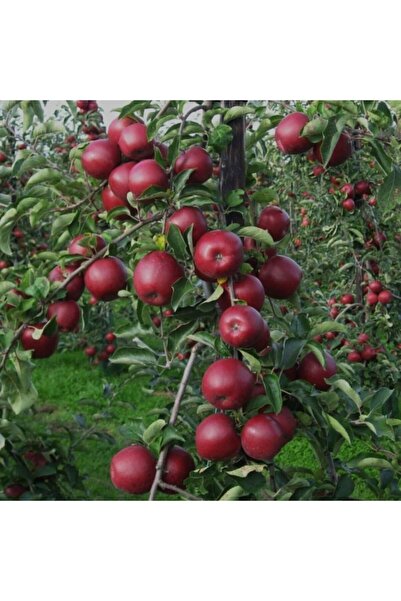 AnamurNaturel Tüplü Aşılı Yarıbodur Verimli Red Jonaprince Elma Fidanı