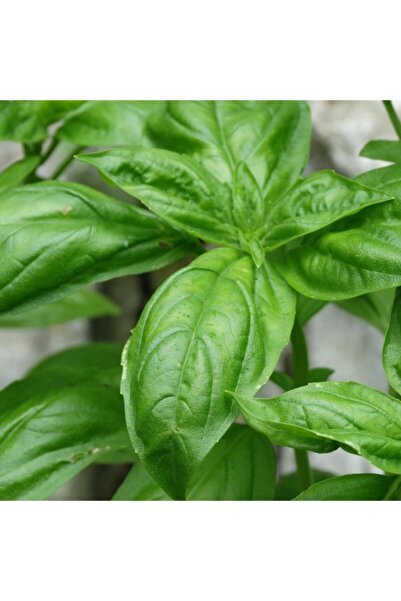 AnamurNaturel Doğal Yeşil Yaprak Fesleğen Fidesi (5 Adet)