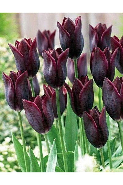 LOBELYA TOHUMCULUK 5 Adet Bordo Renkli Lale Çiçek Soğanı