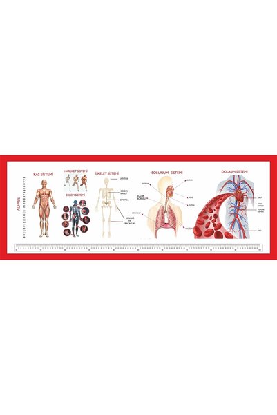 hepenuygun Gizil Öğrenme Okul Sırası Folyo Kaplama Sticker - Kas Sistemi