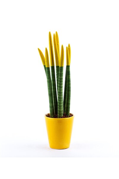 Bizim Bahçe Çiçekçilik Sansevieria Renkli Paşa Kılıcı Çiçeği 30-35 cm Sarı Canlı Çiçek