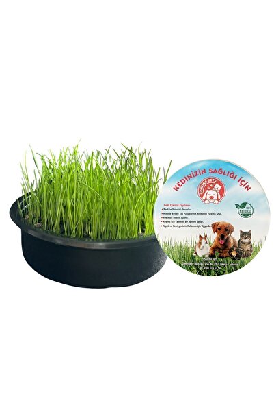 Sonrisa Pets Kedi Çimi Seti (FİLELİ) ❄️ “Kışa meydan okuyan Kedi çimi!”