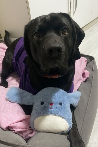 Havhav Hışırtılı Peluş Tavşan Köpek Oyuncağı Yumuşak Köpek Oyun Arkadaşı