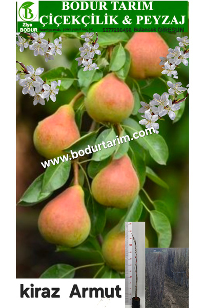 BODUR TARIM Bulancak 2 Yaşında Yarı Bodur Yöresel Aşılı Tüplü Topraklı Misket...