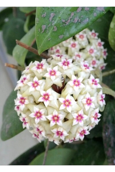 PLANT Hoya Wibergiae Mum Çiçeği