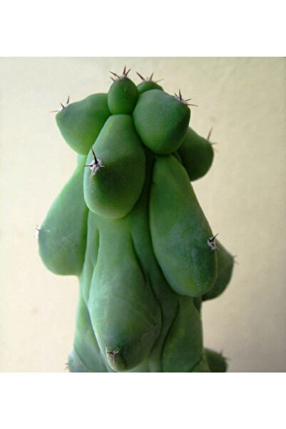 cantropikal Myrtillocactus Geometrizans Cv. Fukurokuryuzinboku Nadir Kaktüs 8...