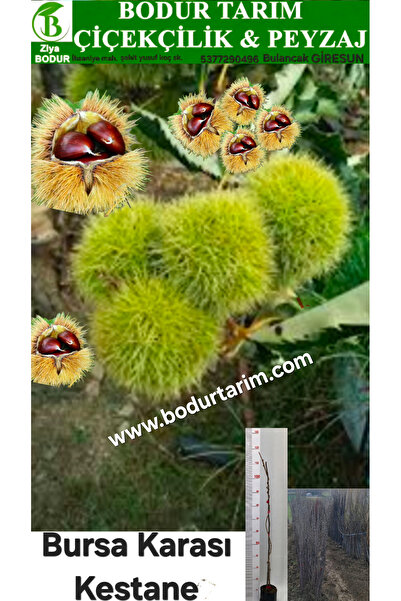 BODUR TARIM Bulancak 2 Yaşında Yarı Bodur Aşılı Tüplü Topraklı Bursa Karası K...