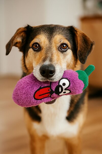 Havhav Tombik Patlıcan Peluş Köpek Oyuncağı | Hışırtı Sesli Mor Köpek Oyun Uyku Arkadaşı