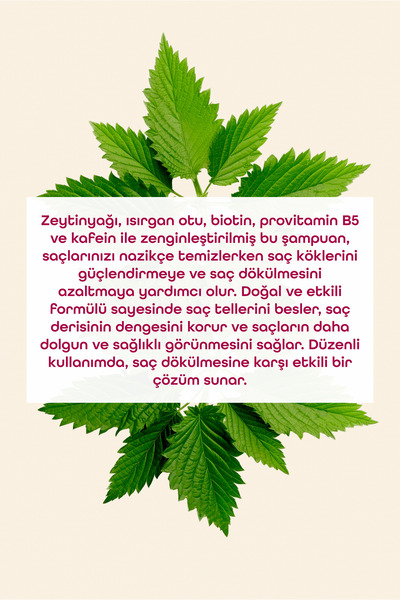 Olive Senses Isırgan Otlu Bakım Şampuanı-Dökülme Karşıtı