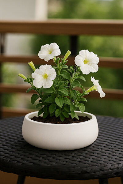Handmade Minimalist And Stylish Design White Concrete Flower Pot