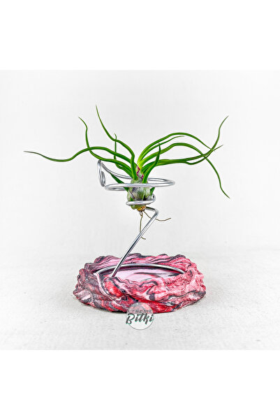 Gurme Bitki Tillandsia Bulbosa (M) - El Yapımı Standı Ile Hava Bitkisi Airplant