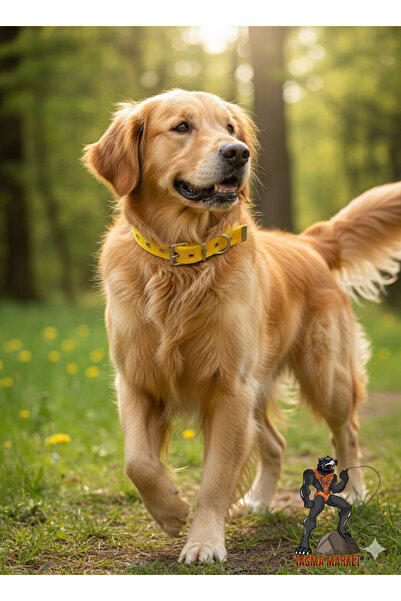 Tasma Market Sarı Içi Yumuşak Dokulu Kolon Köpek Tasması