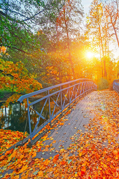 dreamwall Gün Batımı ve Sonbahar Yaprakları Manzaralı Duvar Kağıdı