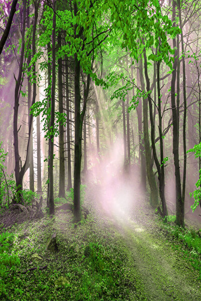 dreamwall Doğa ve Orman Yolu Sis Efekti Tekstil Duvar Kağıdı