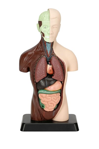 ela777 İç Organlar İnsan Vücut Anotomisi 24,5 cm