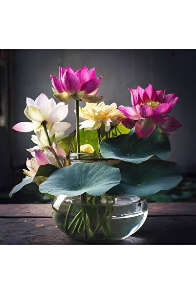 Köy Tohumları 10 Adet Tohum Uzak Doğu Lotus Kutsal Nilüfer Çiçeği Hint Lotusu...