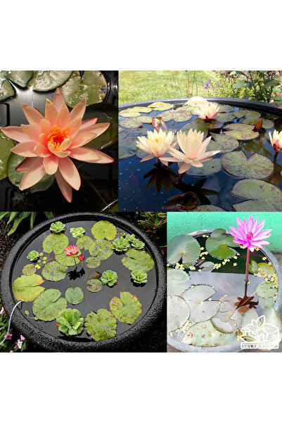 Köy Tohumları 10 Adet Tohum Nadir Bulunan Lotus Çiçeği Tohumu Ferah Kokulu Ca...