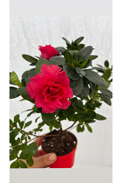 nazlı çiçekçilik FUŞYA Çiçekli Açelya Bitkisi Azalea 8,5 lik saksıda