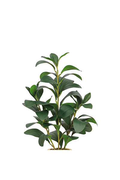 co arma Lemon seedling in a plastic container, simulating natural seedlings, 45 cm high