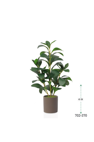 co arma Lemon seedling in a plastic container, simulating natural seedlings, 45 cm high