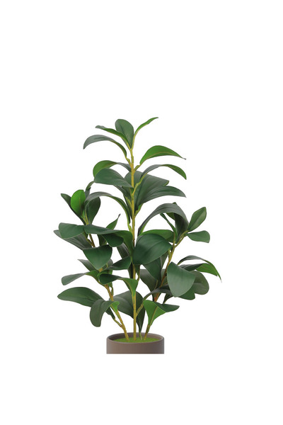 co arma Lemon seedling in a plastic container, simulating natural seedlings, 45 cm high